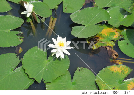 白浪百合花 80631355