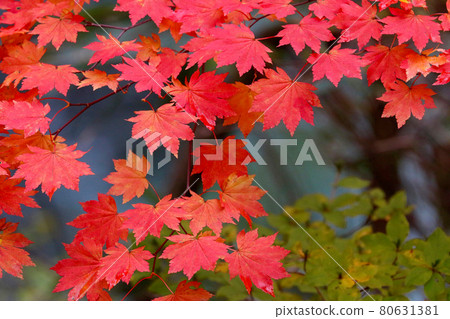 Maple leaf / autumn image Maple leaf / autumn image 80631381