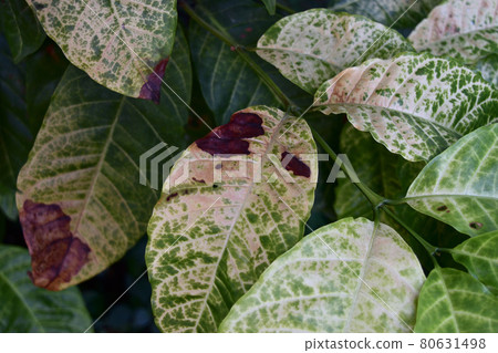 leaf, coffee, green 80631498
