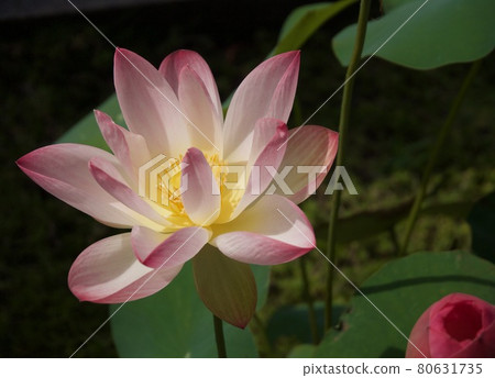 Flowering of pink lotus flowers 80631735