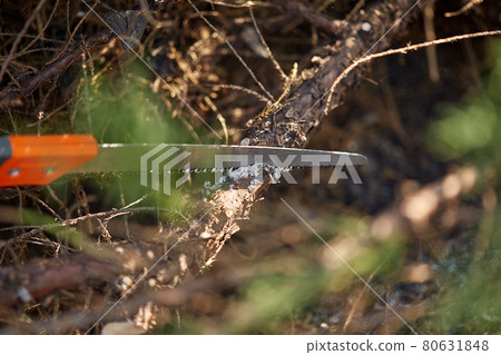 Hands of gardener in orange gloves are trimming the overgrown green shrub using hedge shears on sunny backyard. Worker landscaping garden. Close up 80631848