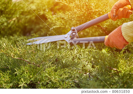 Hands of gardener in orange gloves are trimming the overgrown green shrub using hedge shears on sunny backyard. Worker landscaping garden. Close up 80631850