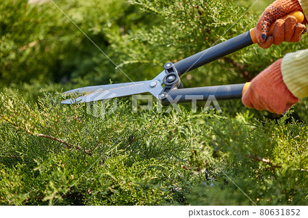 Hands of gardener in orange gloves are trimming the overgrown green shrub using hedge shears on sunny backyard. Worker landscaping garden. Close up 80631852