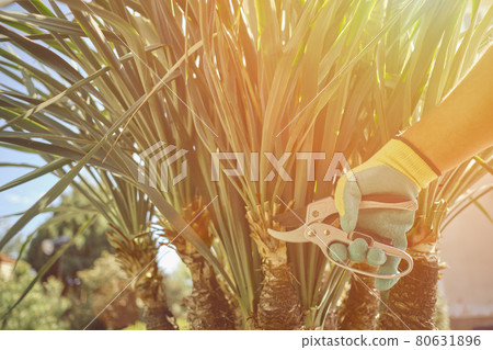 Hand of unknown worker in colorful glove is cutting green yucca or small palm tree with pruning shears on sunny backyard. Garden landscaping. Close up Hand of unknown worker in colorful glove is cutting green yucca or small palm tree with pruning shears on sunny backyard. Garden landscaping. Close up 80631896