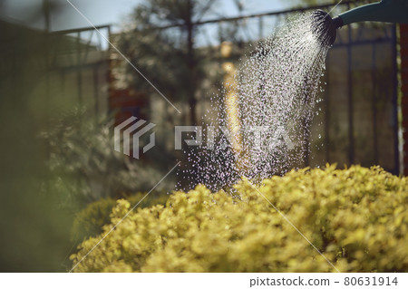 Green bush is watered from watering can in the afternoon in garden. Sunny day, blue sky and fence. Gardening care. Close up Green bush is watered from watering can in the afternoon in garden. Sunny day, blue sky and fence. Gardening care. Close up 80631914