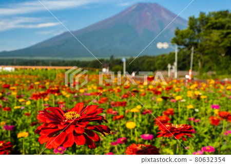 Zinnia and Mt. Fuji in the Flower City Park near Lake Yamanaka in Yamanashi Prefecture are beautiful Zinnia and Mt. Fuji in the Flower City Park near Lake Yamanaka in Yamanashi Prefecture are beautiful 80632354
