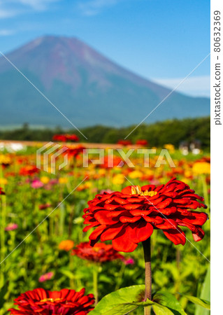 山梨縣山中湖附近的花城公園的百日草和富士山很美 山梨縣山中湖附近的花城公園的百日草和富士山很美 80632369