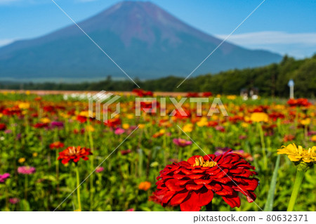 Zinnia and Mt. Fuji in the Flower City Park near Lake Yamanaka in Yamanashi Prefecture are beautiful Zinnia and Mt. Fuji in the Flower City Park near Lake Yamanaka in Yamanashi Prefecture are beautiful 80632371