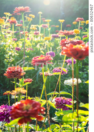 Zinnia in the Flower City Park near Lake Yamanaka in Yamanashi Prefecture Zinnia in the Flower City Park near Lake Yamanaka in Yamanashi Prefecture 80632467