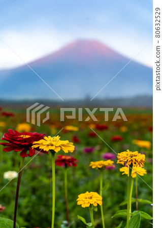 山梨縣山中湖附近的花城公園的百日草和富士山很美 80632529