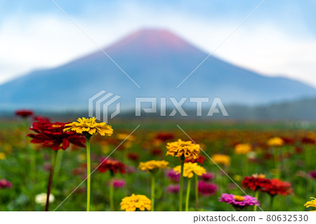 山梨縣山中湖附近的花城公園的百日草和富士山很美 80632530