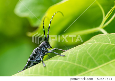 Gomadarakamikiri Gomadarakamikiri 80632544