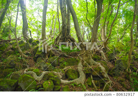 forest forest 80632917