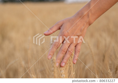 Close-up farmer touching his crop with hand in a golden wheat field. Close-up farmer touching his crop with hand in a golden wheat field. 80633227