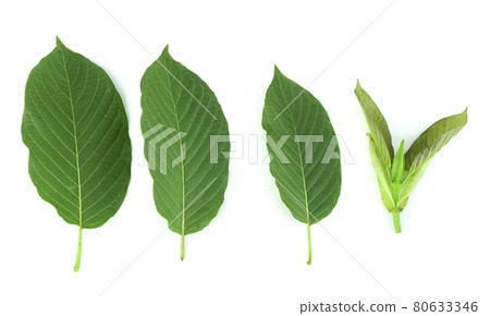 Top view of Mitragyna speciosa,kratom leaves isolated on white background Top view of Mitragyna speciosa,kratom leaves isolated on white background 80633346