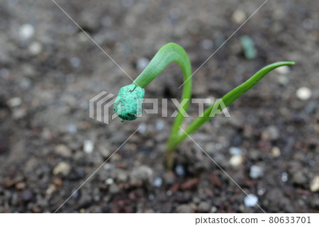 Germinated spinach seeds Germinated spinach seeds 80633701