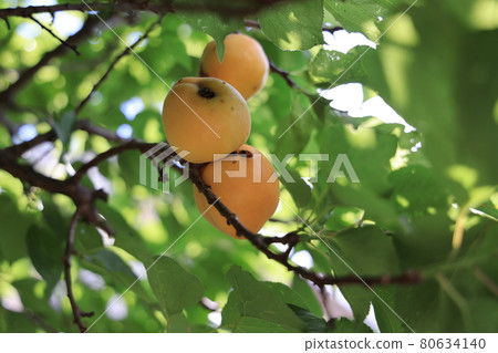 Colored apricot fruit 80634140