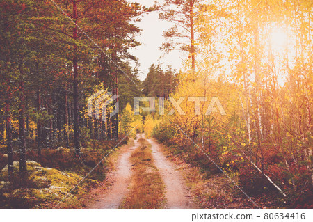 Coniferous beautiful forest with morning shining sun 80634416