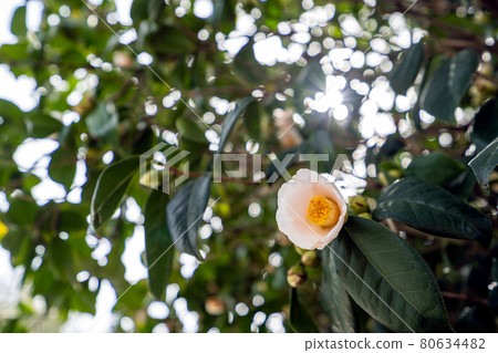 Camellia flowers with a light crimson Camellia flowers with a light crimson 80634482