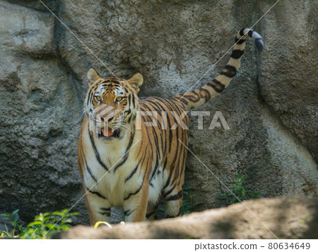 Amur tiger female (front) Amur tiger female (front) 80634649