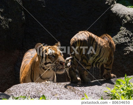 Amur tiger's mother seeing a soaked child Amur tiger's mother seeing a soaked child 80634650