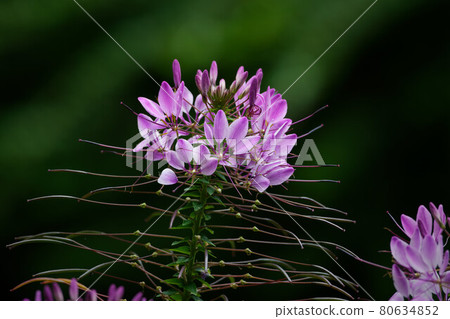 pink spider flower against blurred green background pink spider flower against blurred green background 80634852