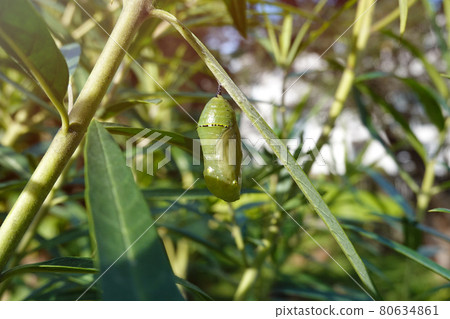 A monarch butterfly pupae hanging under the leaf. A monarch butterfly pupae hanging under the leaf. 80634861
