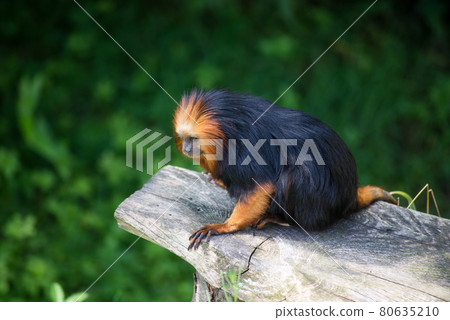 Portrait of golden tamarin in zoologic park Portrait of golden tamarin in zoologic park 80635210