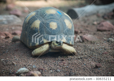 Portrait of turtle walking on the land Portrait of turtle walking on the land 80635211