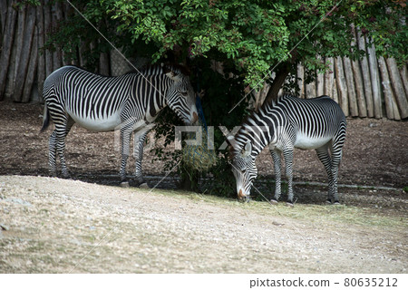 Portrait of two zebra eating grass in a zoologic park 80635212