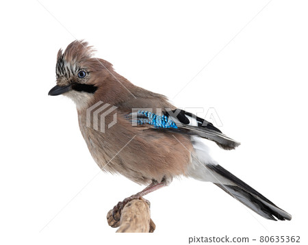 jay bird sits on a tree branch isolated on white background 80635362