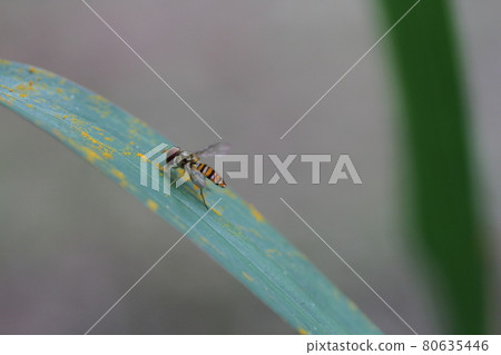 Marmalade hoverfly perched on a leaf of a golden-rayed lily to eat pollen of a golden-rayed lily Marmalade hoverfly perched on a leaf of a golden-rayed lily to eat pollen of a golden-rayed lily 80635446