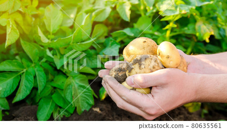 Farmer holds freshly picked potatoes in the field. Harvesting, harvest. Organic vegetables. Agriculture and farming. Potato. Selective focus. 80635561