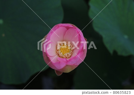 初夏在蓮田盛開的粉紅蓮花 初夏在蓮田盛開的粉紅蓮花 80635823