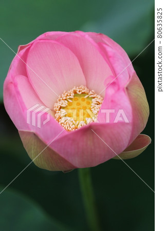 Pink lotus flower blooming in Hasuda in early summer Pink lotus flower blooming in Hasuda in early summer 80635825