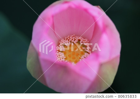 Pink lotus flower blooming in Hasuda in early summer 80635833