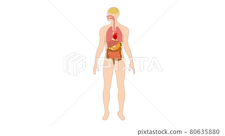 Human organs internal diagram, Body of human internal organs, brain, heart, lungs, liver, stomach, intestine 80635880