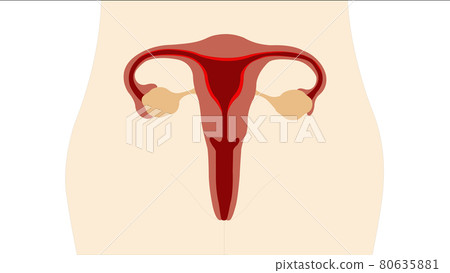 Ovary and female reproductive system 80635881