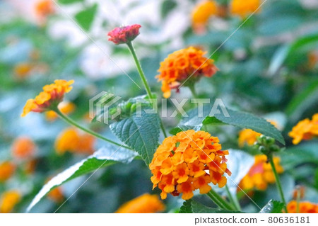 Orange flowers 80636181
