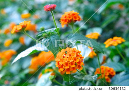 Orange Lantana 80636182