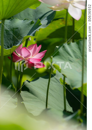 Lotus flower Lotus flower 80636932