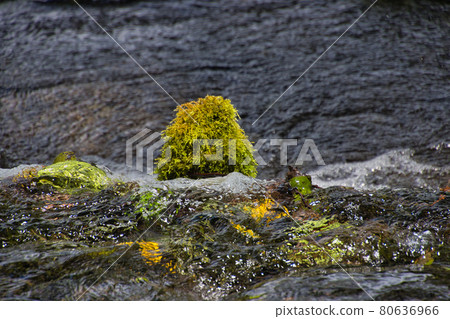Hakuba Village, Nagano Prefecture, the headwaters of Himekawa in summer 80636966
