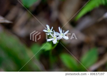 Larchaceous 80637197