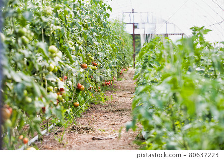 Family farming 80637223