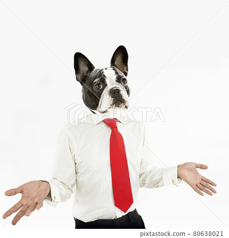 French Bulldog business man with hands extended French Bulldog business man with hands extended 80638021