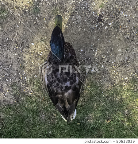 Mallard  / Wild Duck in Bedfont Lakes Country Park, London, United Kingdom 80638039