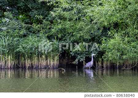Wild grey heron (Ardea cinerea) in British park Wild grey heron (Ardea cinerea) in British park 80638040