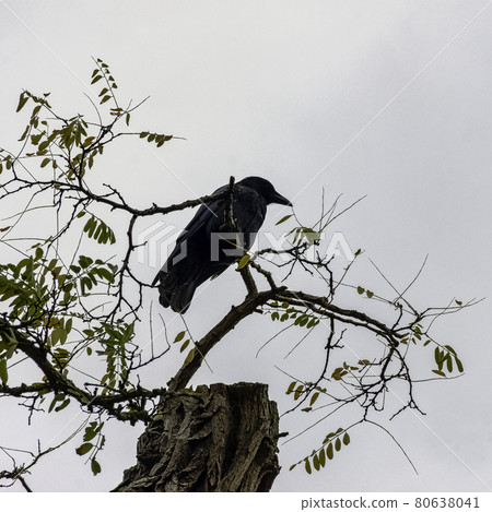 Common raven (Corvus corax), also known as northern raven in Ham, London, United Kingdom Common raven (Corvus corax), also known as northern raven in Ham, London, United Kingdom 80638041