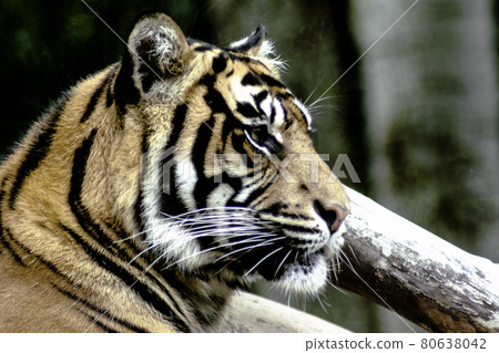 Wild Bengal tiger (Panthera tigris tigris) in Jim Corbett National Park, India Wild Bengal tiger (Panthera tigris tigris) in Jim Corbett National Park, India 80638042