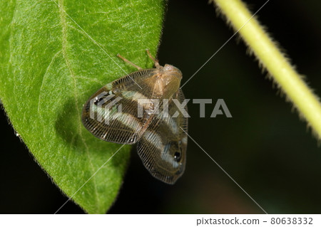 生物 昆蟲 Ricania japonica，抹茶而不是玳瑁。它看起來像一隻飛蛾，但它是一個臭蟲 80638332